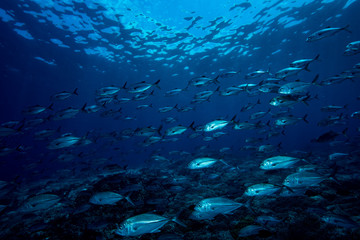 Fototapeta na wymiar Bluefin Trevally Caranx melampygus Tubbataha Reef