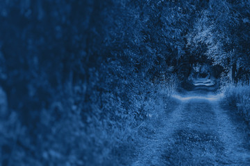 A lost road that leads to the forest on a Sunny summer day. Blue toned