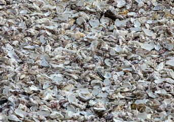 housands of empty shells of eaten oysters discarded on sea floor in Cancale, famous for oyster farms.  Brittany, France