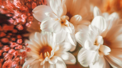 Obraz na płótnie Canvas White and pink blooming flowers close up in bouquet as spring romantic background blurred gentle backdrop