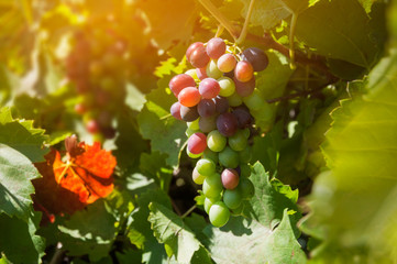 Bunches of colored grapes on a vineyard in the sun. Ripening multicolor grapes.