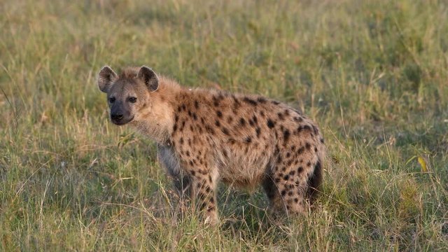 Spotted hyena in early morning golden light in the Maasai Mara Reserve in Kenya.