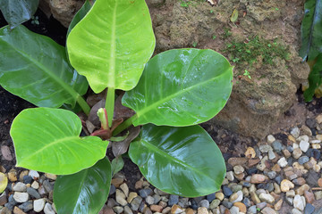 Leaves of the Anthurium tree in the garden