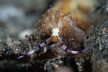 Sea Dragon Nudibranch (Pteraeolidia ianthina)