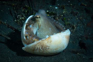Coconut octopus (Amphioctopus marginatus) trying to hide inside a shell © Francesco