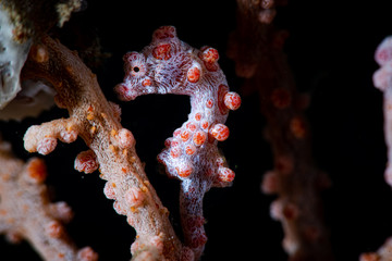 Bargibanti Pygmy Seahorse Hippocampus Bargibanti
