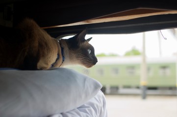 Traveling, cat in a train on a shelf. Animals travel