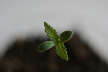cannabis plant. A small plant of cannabis seedlings at the stage of vegetation planted in the ground in the sun. growing marijuana at home for medical purposes