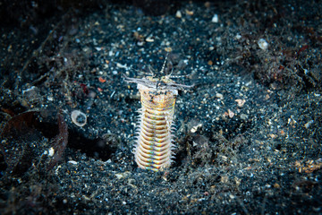 Bobbit Worm Eunice aphroditois.