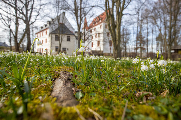 Fruehling blühen Märzenbecher Natur erwachen Sonne