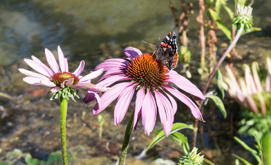 Butterfly on flower in spring