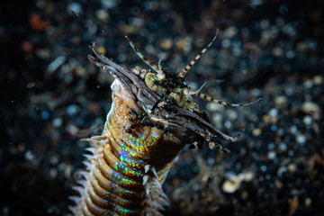 Bobbit Worm Eunice aphroditois.