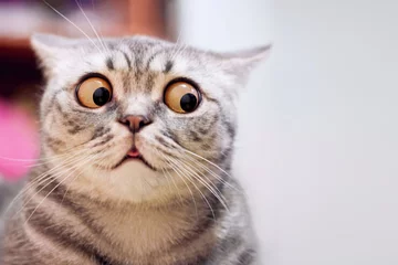 Türaufkleber Skeptisch überraschtes Katzendenken &amp  weiß nicht, was zu tun ist, große Augen in Nahaufnahme. Tabby-Katzenblickseite weiß nicht, lustiges Gesicht. Süße Tabby-Katze, die verängstigt aussieht und nachdenkt. Kitten mit weit aufgerissenen Augen weiß nicht © Real Moment