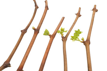 The process of growing grapes saplings from the vine.