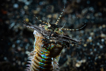 Bobbit Worm Eunice aphroditois.