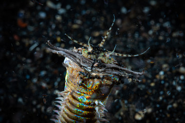 Bobbit Worm Eunice aphroditois.