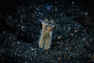 Bobbit Worm Eunice aphroditois.