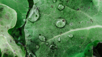 Big drops of water dew on green leaf close up macro as illustration of rain and climate             