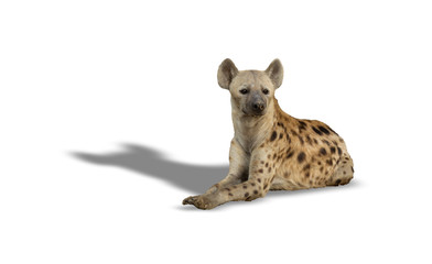 Hyena laid down on the ground over white