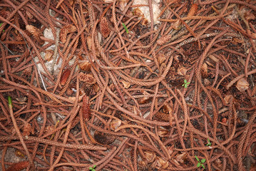 Araucaria heterophylla