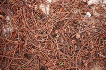 Araucaria heterophylla
