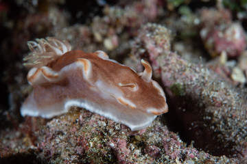 Glossodoris rufomarginata (Caramel Nudibranch)