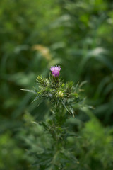 Carduus pycnocephalus