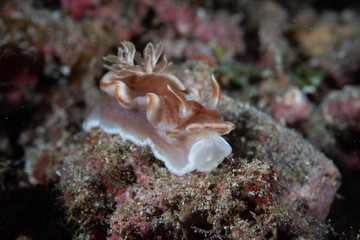 Fototapeta na wymiar Glossodoris rufomarginata (Caramel Nudibranch)