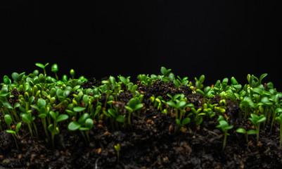 Growing from the soil seeds of clover on black background, day 4 th