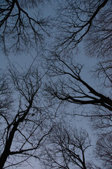 Dresden in Quarantäne 