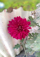 flower in garden