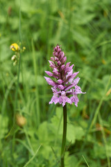 Dactylorhiza fuchsii