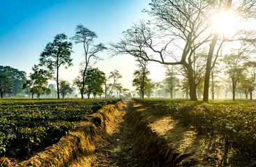 ASSAM TEA GARDEN IN INDIA UNDER THE SUN AND BLUE SKY