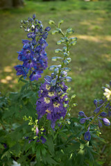 Fototapeta premium Delphinium