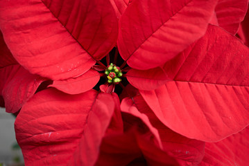 Euphorbia pulcherrima