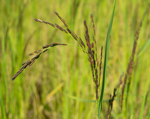 BLACK RICE ORYZA SATIVA TREE PLANT IMMATURED WITH ITS RICE SEEDS PADDY IN CULTIVATED LAND FIELD INDIA