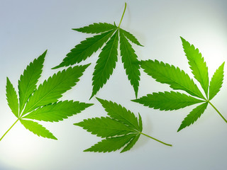 Four fresh green ripped Cannabis ruderalis leaves on a white background