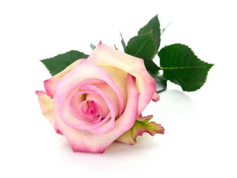 Gorgeous pink rose with stem and leaves on pure white background 