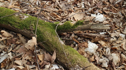 Fototapeta premium Moss growing on fallen tree in forest in Medven / Bulgaria.
