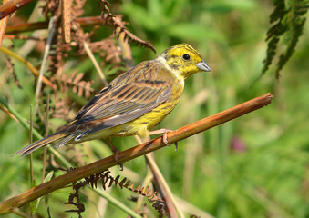 Yellowhammer on a branch 