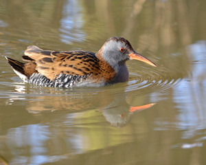 Water Rail swimming