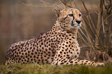 Cheetah in a park resting and watching on the grass