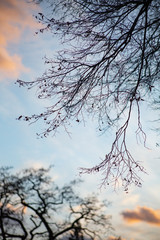 silhouette of tree branch with an evening sky with blues and pinks