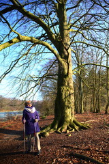 Obraz premium elderly lady holding nordic walking sticks while looking up to a beautiful tree