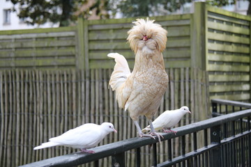 stolzer Hahn mit Mähne © Simone