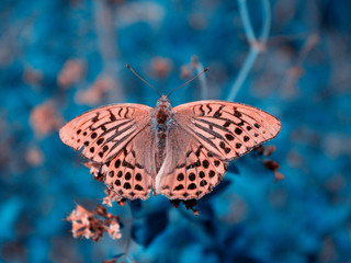 Fototapeta na wymiar Butterfly in the magic forest