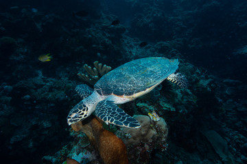 Obraz na płótnie Canvas Green Turtle (Chelonia mydas)