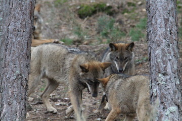 Beautiful iberian wolves in the mount playing in herd preparing the Hunt