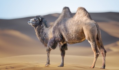 Camel in sand desert. Dunes in background.