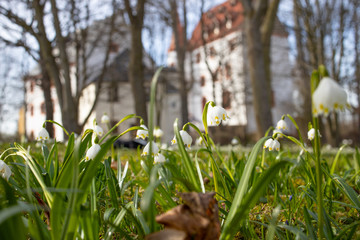 Fruehling blühen Märzenbecher Natur erwachen Sonne